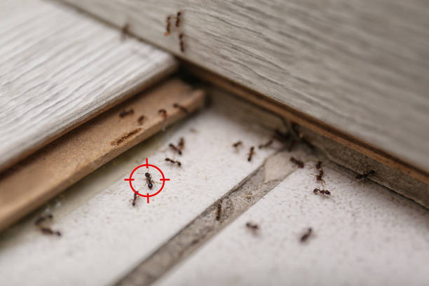 Best Termite Control Services  in Ballville, OH