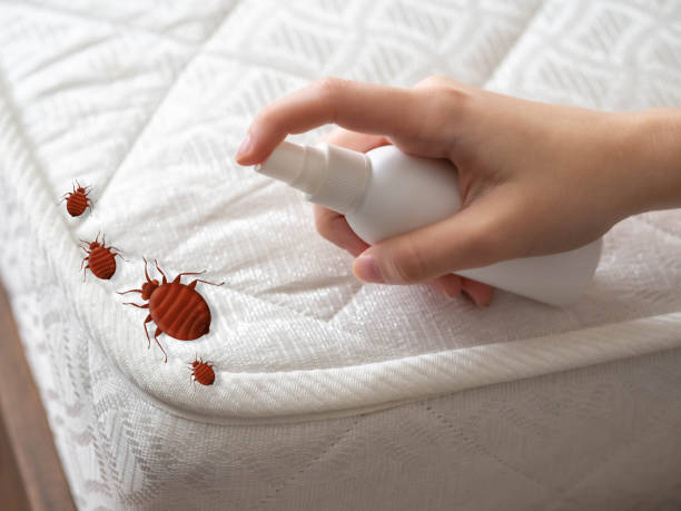 Best Flea Control Services  in Ballville, OH